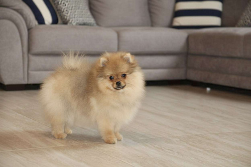 Девочка шпица