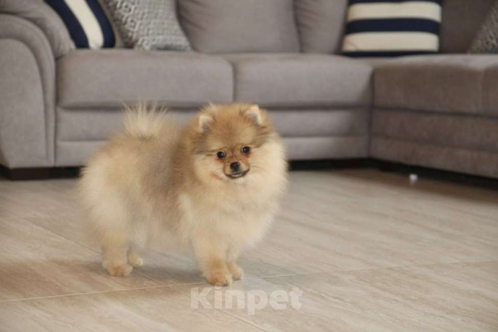 Собаки в Раменском: Девочка шпица Девочка, 50 000 руб. - фото 1