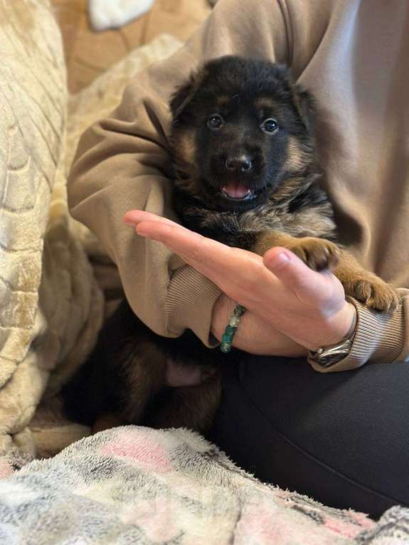 Собаки в Апрелевке: Немецкая овчарка  Девочка, 40 000 руб. - фото 3