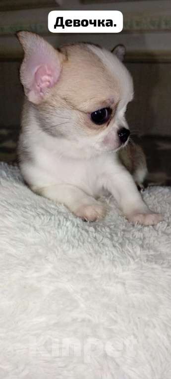 Собаки в Краснодаре: Продам щенков чихуахуа Мальчик, 10 000 руб. - фото 9