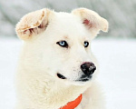 Собаки в Москве: Белочка ищет дом Девочка, Бесплатно - фото 1