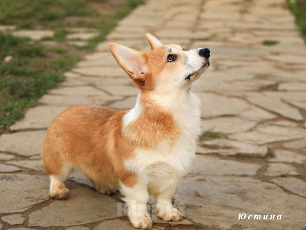 Собаки в других городах Московской области: Щенок вельш корги пемброк Девочка, 50 000 руб. - фото 5