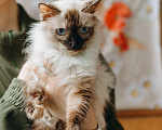 Кошки в Москве: Сима из кошачьей квартиры. Девочка, Бесплатно - фото 2