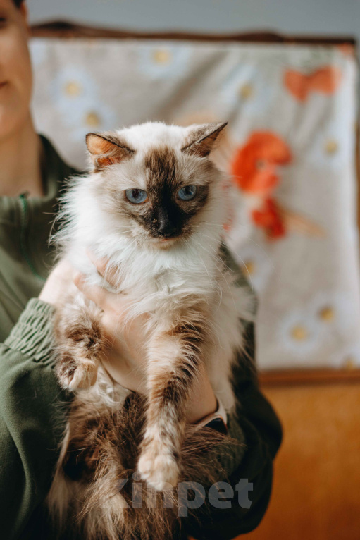 Кошки в Москве: Сима из кошачьей квартиры. Девочка, Бесплатно - фото 2
