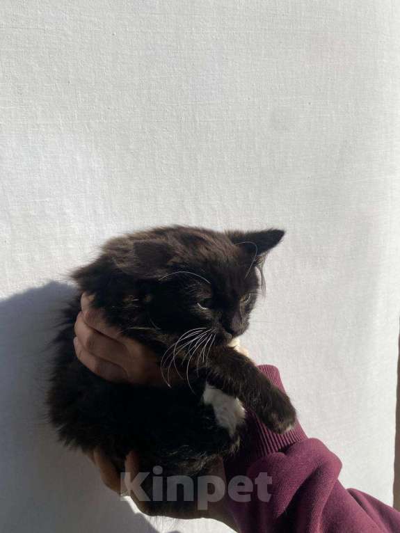 Кошки в других городах Московской области: Пух Мальчик, Бесплатно - фото 2