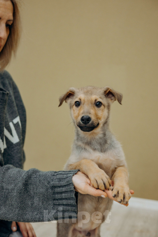 Собаки в Раменском: Щенок Арахис в добрые руки Мальчик, Бесплатно - фото 6