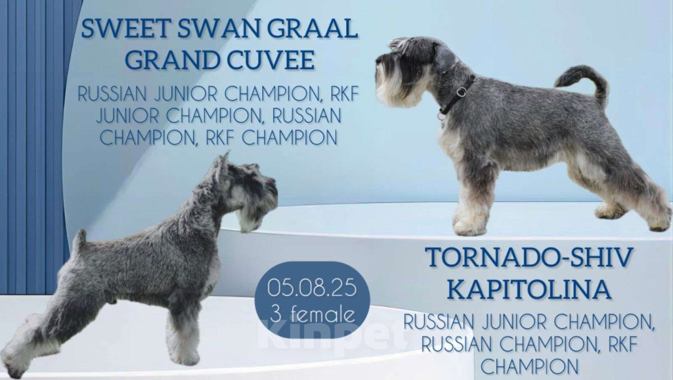 Собаки в Уфе: Щенок цвергшнауцера  Девочка, 50 000 руб. - фото 1