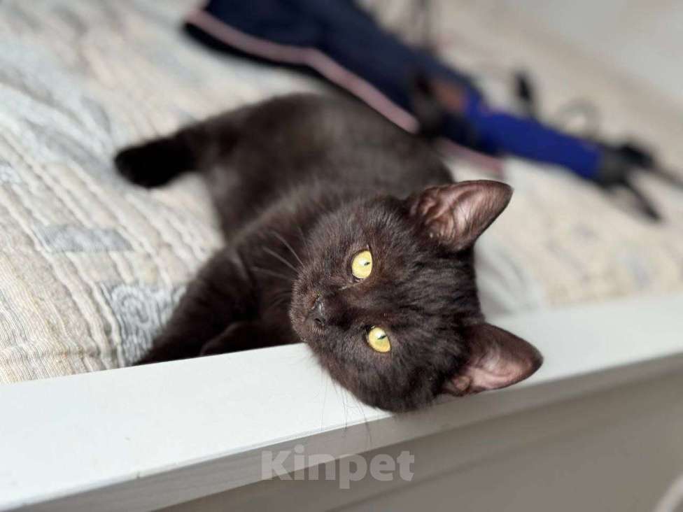 Кошки в Москве: котенок Агат ищет дом Мальчик, Бесплатно - фото 9