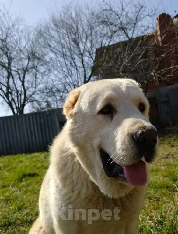 Собаки в других городах Краснодарского края: Алабай (САО) Мальчик, Бесплатно - фото 1