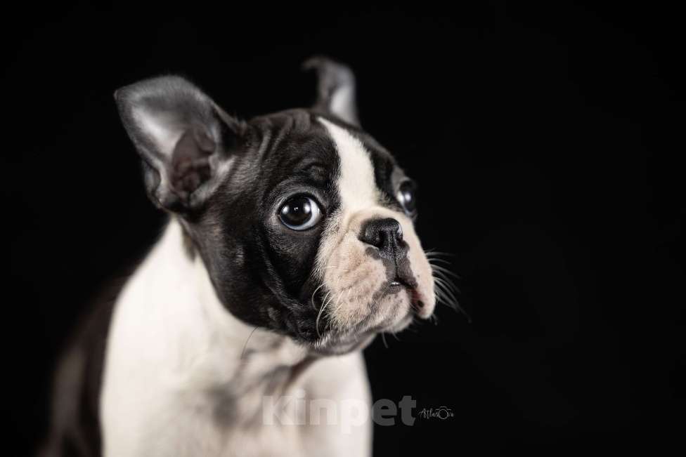 Собаки в Москве: Девочка Бостон терьер Девочка, 65 000 руб. - фото 2