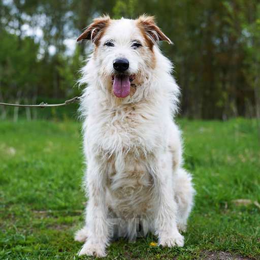 Собаки в Москве: Челси Девочка, Бесплатно - фото 3