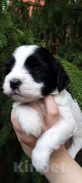 Собаки в Москве: Щенки тибетского терьера  Мальчик, 70 000 руб. - фото 2