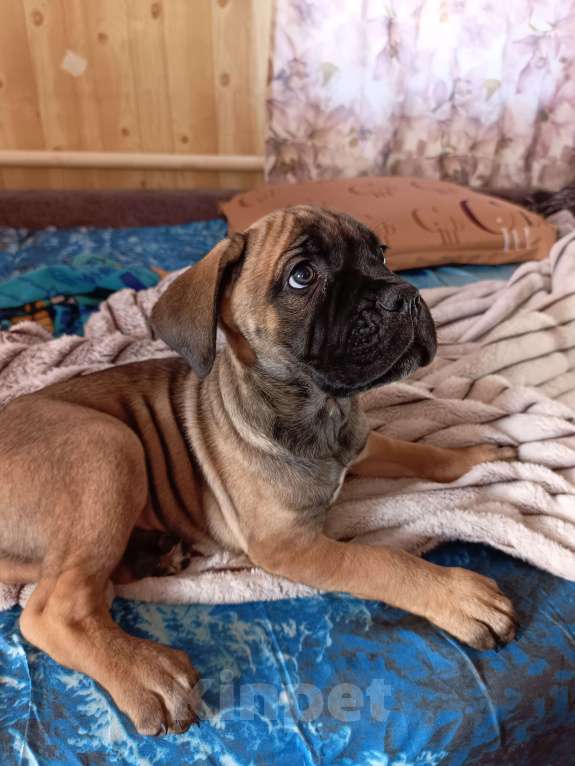 Собаки в других городах Забайкальского края: Щенок Кане-корсо Мальчик, 20 000 руб. - фото 1