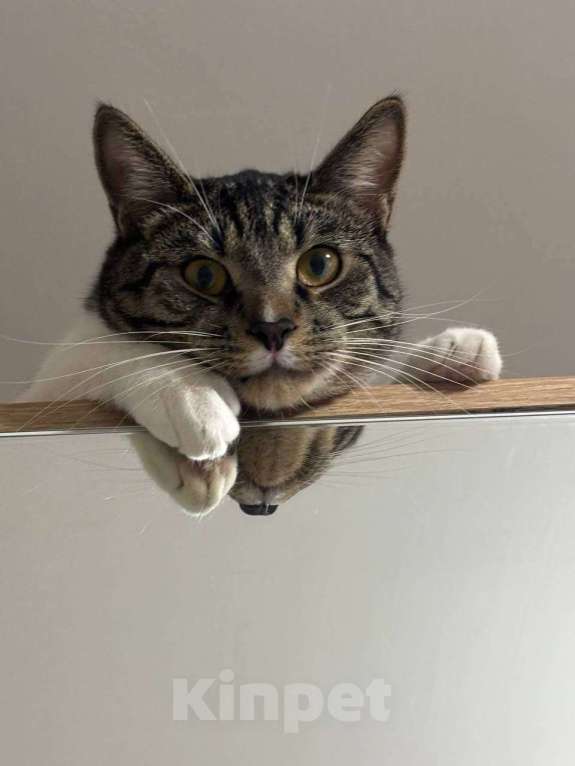 Кошки в Санкт-Петербурге: Отдам кота в добрые руки (1 год) Мальчик, Бесплатно - фото 2