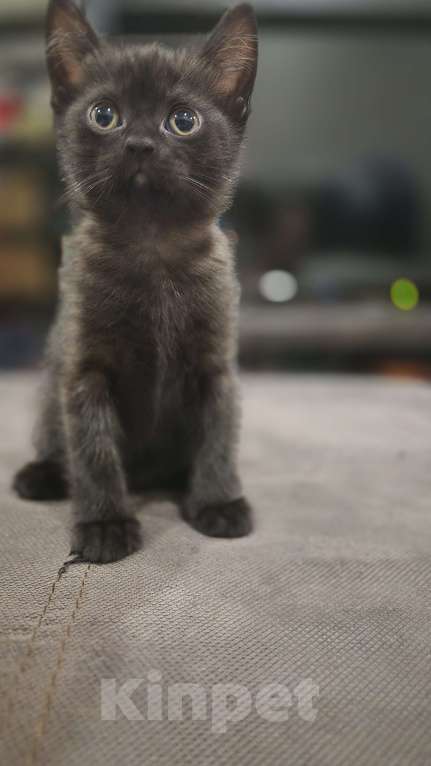 Кошки в Краснодаре: Шотландская ПРЯМОУХАЯ короткошерстная  Девочка, Бесплатно - фото 6