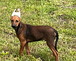 Собаки в Армавире: Щенки ксолоитцкуинтли медио в шерсти Мальчик, Бесплатно - фото 5