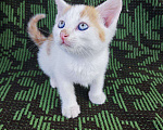 Кошки в Москве: Котята ищут дом Девочка, Бесплатно - фото 6