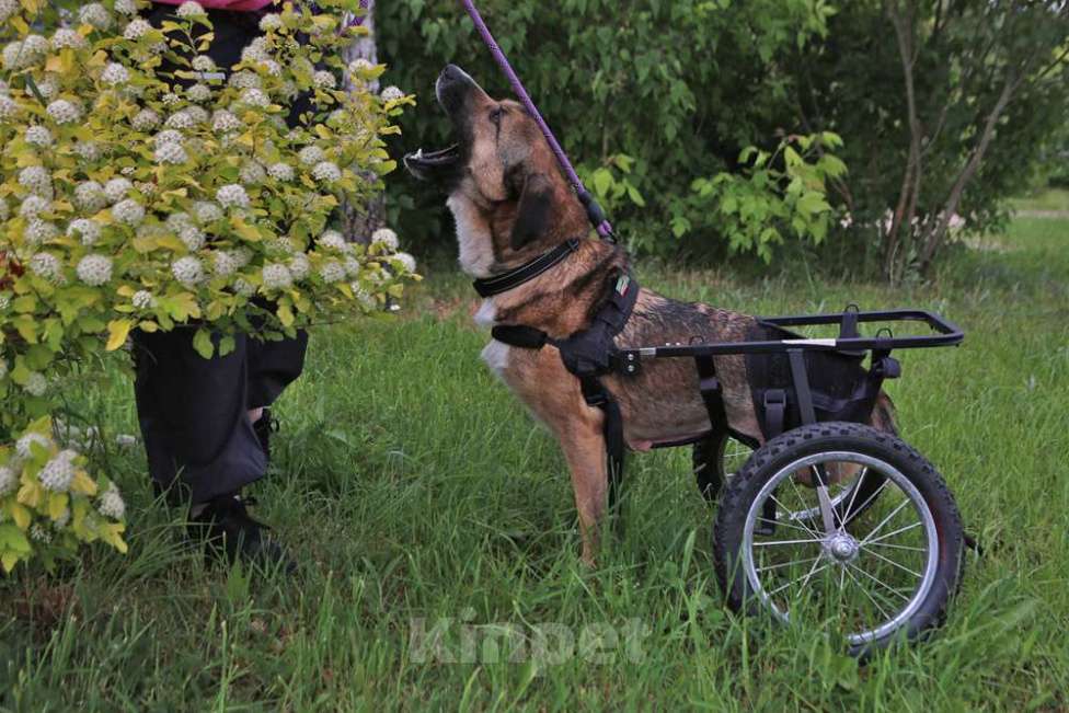 Собаки в Кубинке: Особенная Марта из приюта ищет дом. Девочка, Бесплатно - фото 2