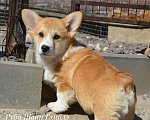 Собаки в Санкт-Петербурге: Мальчик вельш корги пемброк Мальчик, 80 000 руб. - фото 2