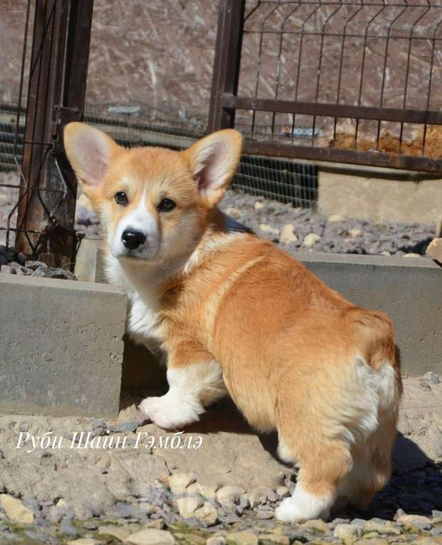 Собаки в Санкт-Петербурге: Мальчик вельш корги пемброк Мальчик, 80 000 руб. - фото 2
