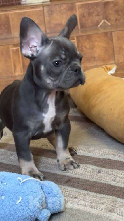 Собаки в Энгельс: породистые щенки французского бульдога Разнополые, 75 000 руб. - фото 4