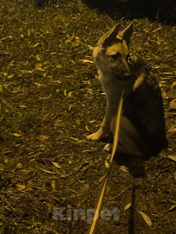 Собаки в других городах Московской области: Ищем новую семью Мальчик, Бесплатно - фото 4