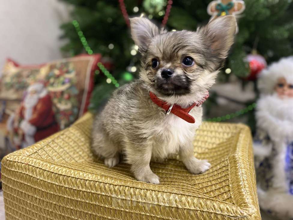 Собаки в Москве: Уэлси Фло Мальчик, Бесплатно - фото 1