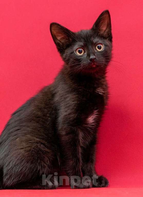 Кошки в Москве: Уникальный котёнок Фуджи в добрые руки  Мальчик, Бесплатно - фото 5