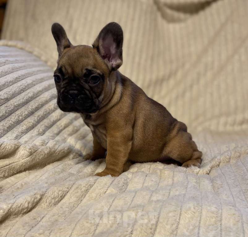 Собаки в Санкт-Петербурге: Шикарная девочка француженка  Девочка, 40 000 руб. - фото 2