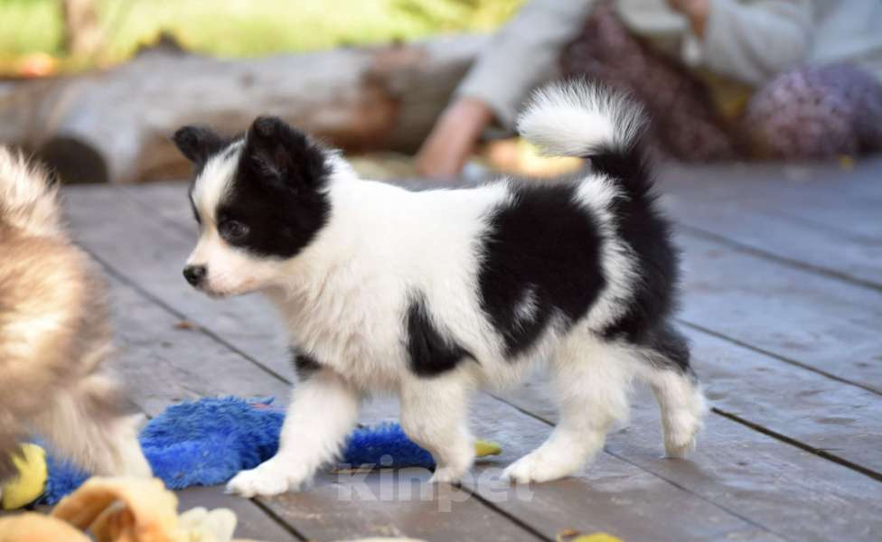 Собаки в Москве: Ненецкая оленегонная лайка, сука Дакота. Девочка, 60 000 руб. - фото 2