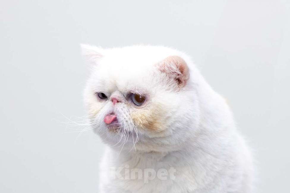 Кошки в Москве: Абу Мальчик, Бесплатно - фото 4