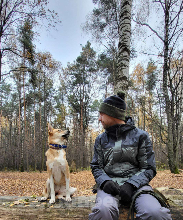 Собаки в Балашихе: Поночка Девочка, Бесплатно - фото 2