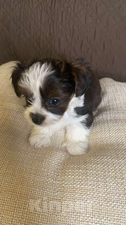 Собаки в Москве: Мини мальчик породы «Петербургская орхидея»  Мальчик, Бесплатно - фото 4