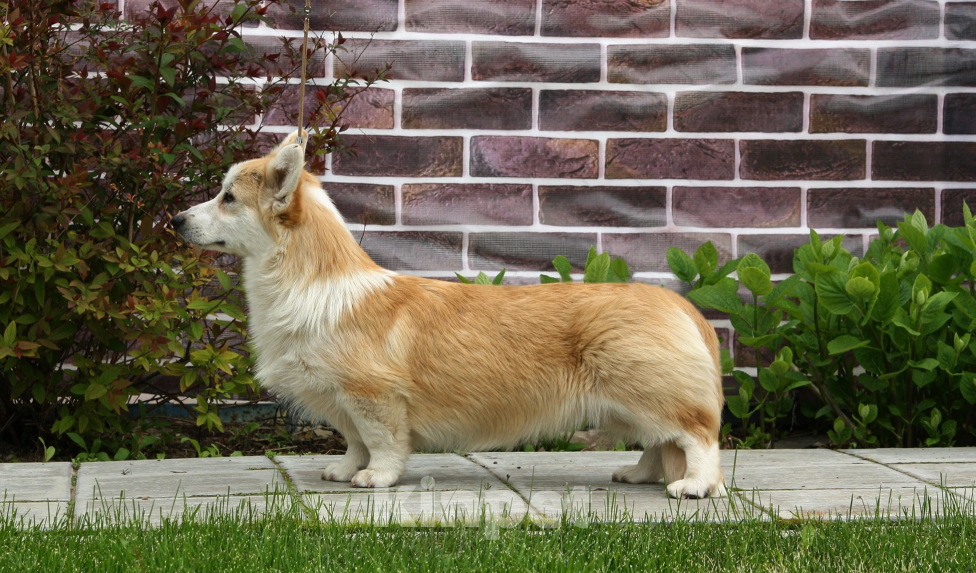 Собаки в Самаре: Кобель корги Мальчик, 100 000 руб. - фото 5