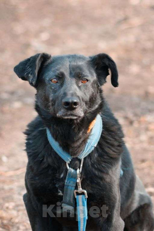 Собаки в Москве: Мастика Девочка, Бесплатно - фото 2