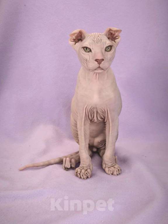 Кошки в Москве: Элитный котенок украинский левкой Мальчик, Бесплатно - фото 4