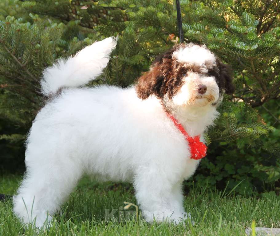 Собаки в Воронеже: Щенок Пуделя арлекин Мальчик, 90 000 руб. - фото 2