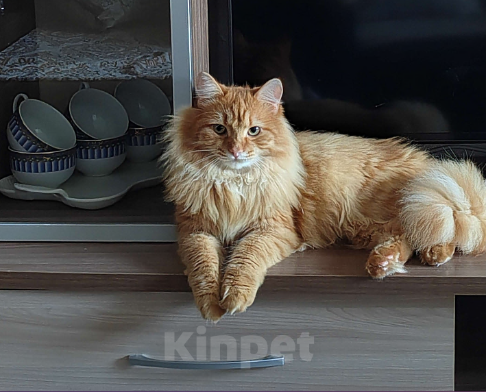 Кошки в Красноярске: Отдам в добрые руки Мальчик, Бесплатно - фото 2