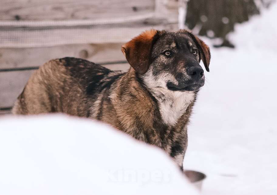 Собаки в Москве: Умные и позитивные пёсики (11 мес.) срочно ищут дом. Мальчик, Бесплатно - фото 7