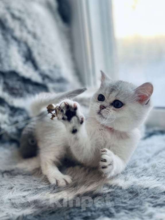 Кошки в Киселевске: Шотландские котята Девочка, 20 000 руб. - фото 2