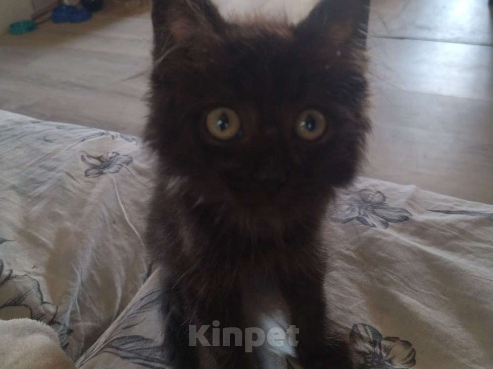 Кошки в Тюмени: Отдам котёнка в добрые руки Мальчик, Бесплатно - фото 3