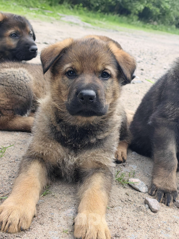 Собаки в Санкт-Петербурге: Щенки немецкой овчарки из питомника "С Путиловой Горы" Девочка, 80 000 руб. - фото 3