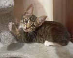 Кошки в Самаре: Котёнок даром Мальчик, 1 руб. - фото 1