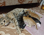 Кошки в Астрахани: Котята Разнополые, Бесплатно - фото 3