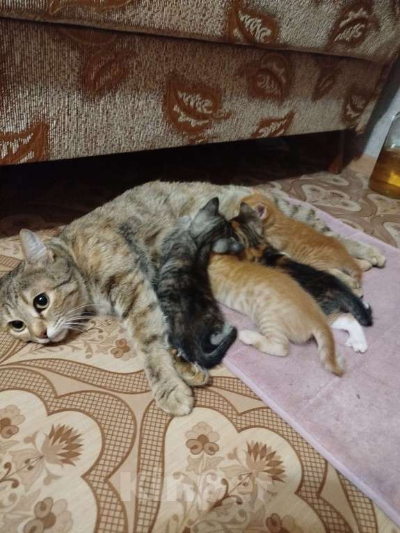 Кошки в Астрахани: Котята Разнополые, Бесплатно - фото 3