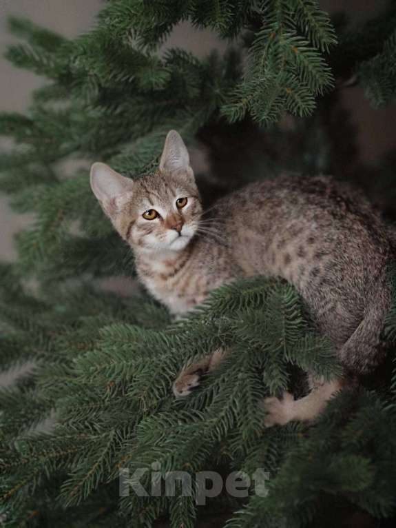 Кошки в Москве: Пиксибоб котята Мальчик, 50 000 руб. - фото 4