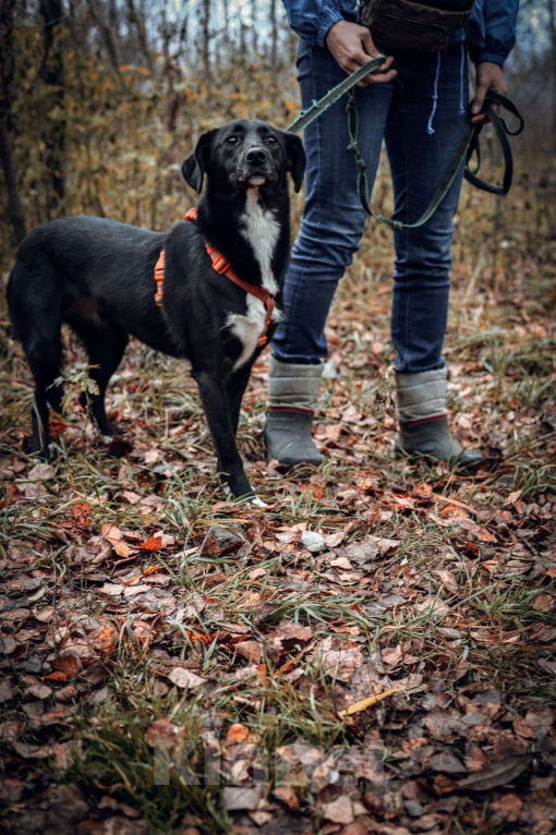 Собаки в Москве: Дэя Девочка, Бесплатно - фото 7