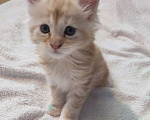 Кошки в Краснодаре: Продам кошечку мейн-кун Девочка, Бесплатно - фото 2
