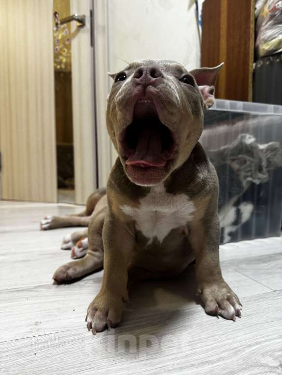 Собаки в Москве: Красивый мальчик Мальчик, 70 000 руб. - фото 5