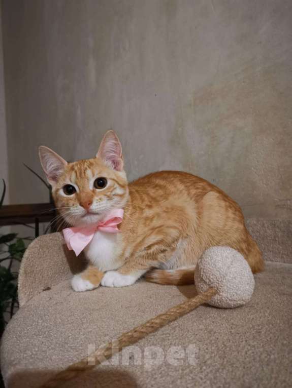 Кошки в Москве: Молоденькая рыжая Злата ищет дом! Девочка, Бесплатно - фото 10